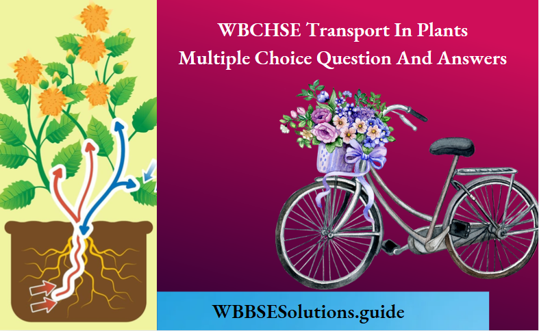 Transport In Plants Multiple Choice Question and Answers
