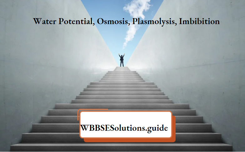 Water Potential Osmosis Plasmolysis Imbibition