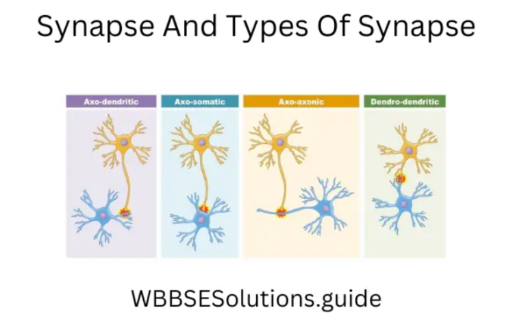 WBBSE Class 10 Life Science Chapter 1 Control And Co-Ordination In ...