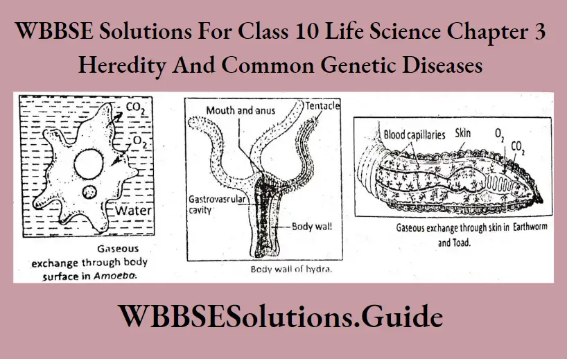 WBBSE Solutions Class 10 Life Science Chapter 3 Heredity And Common Genetic Diseases Body surface