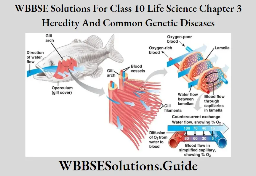 WBBSE Solutions Class 10 Life Science Chapter 3 Heredity And Common Genetic Diseases Gills In Fish, Two forms Of fish Gills And flow of water water in gill respiration