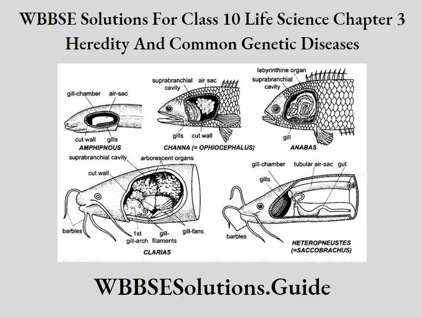 WBBSE Solutions Class 10 Life Science Chapter 3 Heredity And Common Genetic Diseases Short Answer Question Acccessory Respiratory organs of jeol fishes