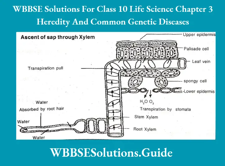 WBBSE Solutions Class 10 Life Science Chapter 3 Heredity And Common Genetic Diseases Short Answer Question Ascent Of Sap Through Xylem