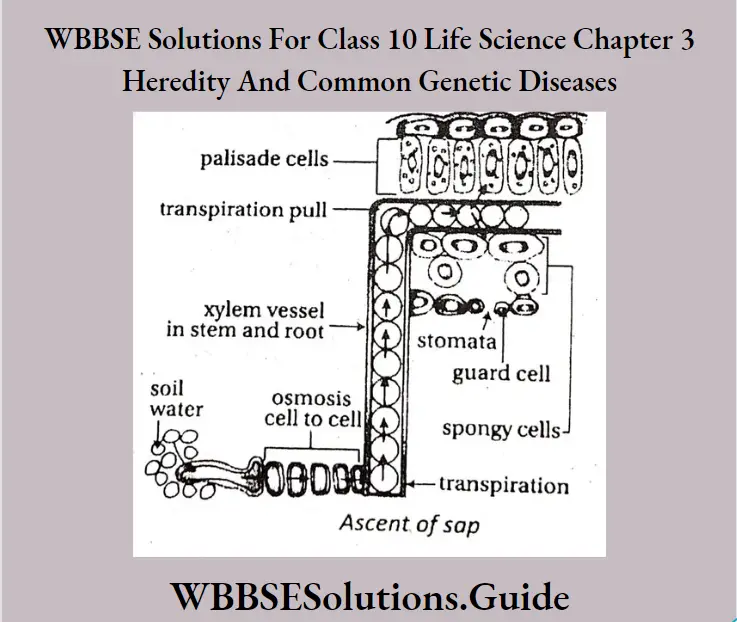 WBBSE Solutions Class 10 Life Science Chapter 3 Heredity And Common Genetic Diseases Short Answer Question Ascent of sap