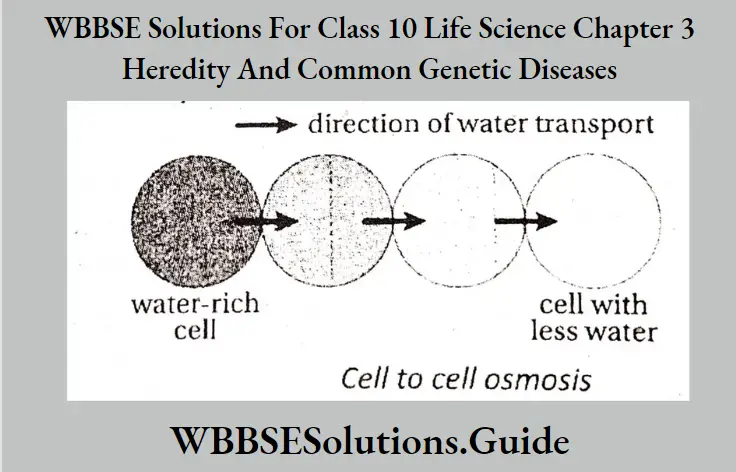 WBBSE Solutions Class 10 Life Science Chapter 3 Heredity And Common Genetic Diseases Short Answer Question Cell To Cell Osmosis