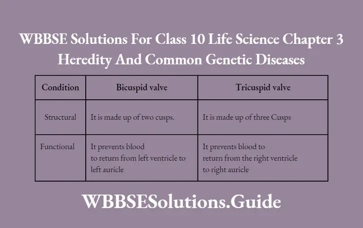 WBBSE Solutions Class 10 Life Science Chapter 3 Heredity And Common Genetic Diseases Short Answer Question Difference Between The Bicuspid And The Tricupisd Valve