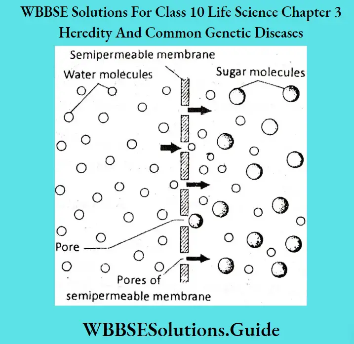 WBBSE Solutions Class 10 Life Science Chapter 3 Heredity And Common Genetic Diseases Short Answer Question Explanation Of Osmosis