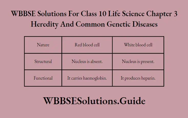 WBBSE Solutions Class 10 Life Science Chapter 3 Heredity And Common Genetic Diseases Short Answer Question Functional Difference Between Red Blood Cells And White Blood Cells.
