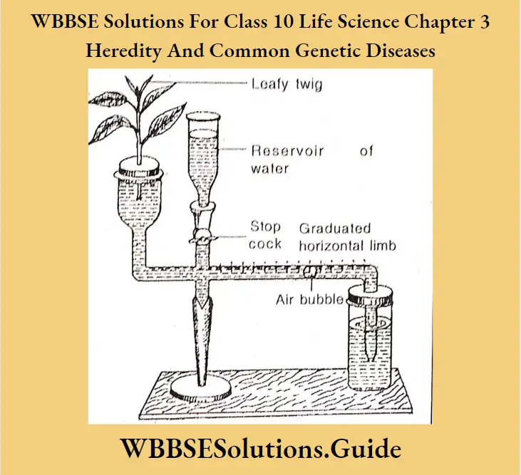 WBBSE Solutions Class 10 Life Science Chapter 3 Heredity And Common Genetic Diseases Short Answer Question Ganong's Potometer