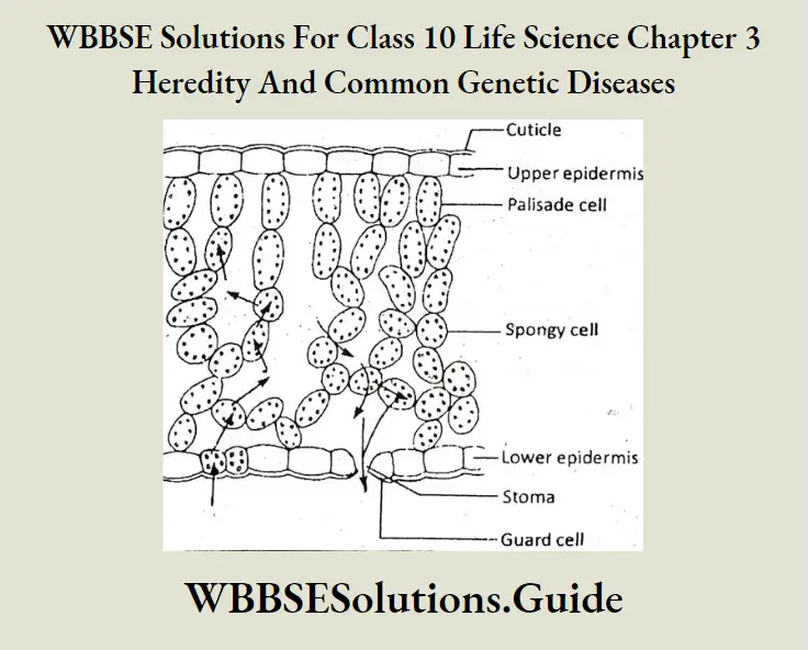 WBBSE Solutions Class 10 Life Science Chapter 3 Heredity And Common Genetic Diseases Short Answer Question Gas Exchange In Plants