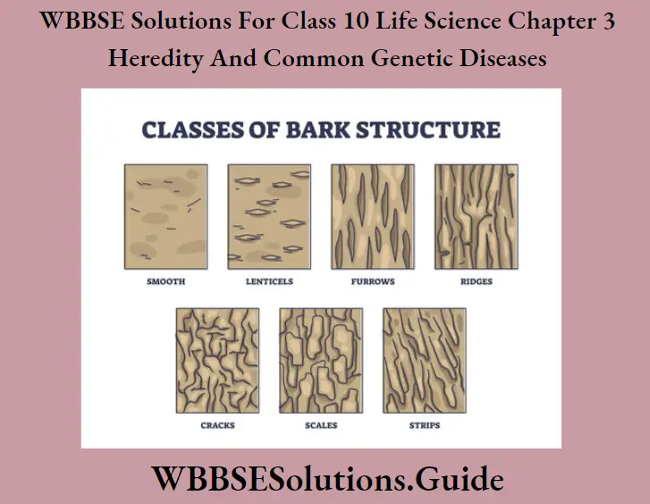 WBBSE Solutions Class 10 Life Science Chapter 3 Heredity And Common Genetic Diseases Short Answer Question Lenticels