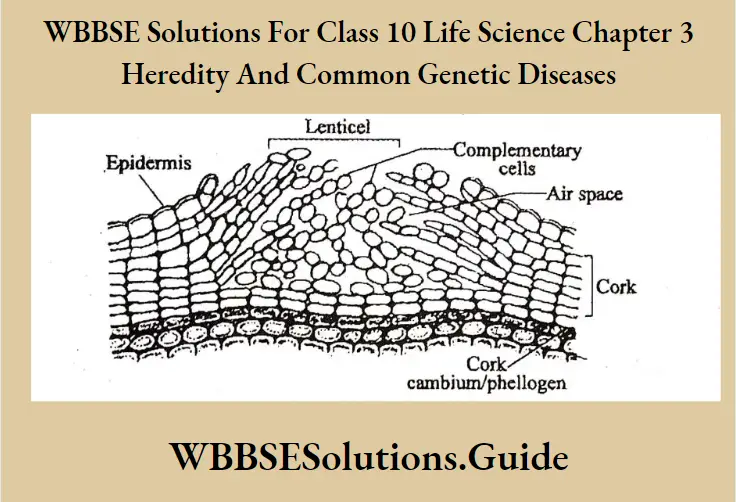 WBBSE Solutions Class 10 Life Science Chapter 3 Heredity And Common Genetic Diseases Short Answer Question Lenticular Transpiration