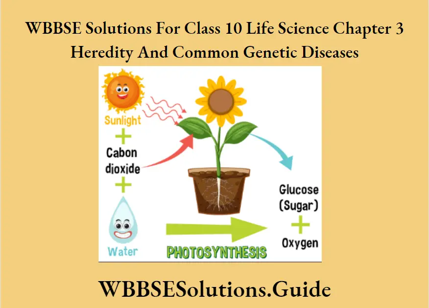 WBBSE Solutions Class 10 Life Science Chapter 3 Heredity And Common Genetic Diseases Short Answer Question Life Sunlight In photosynthesis