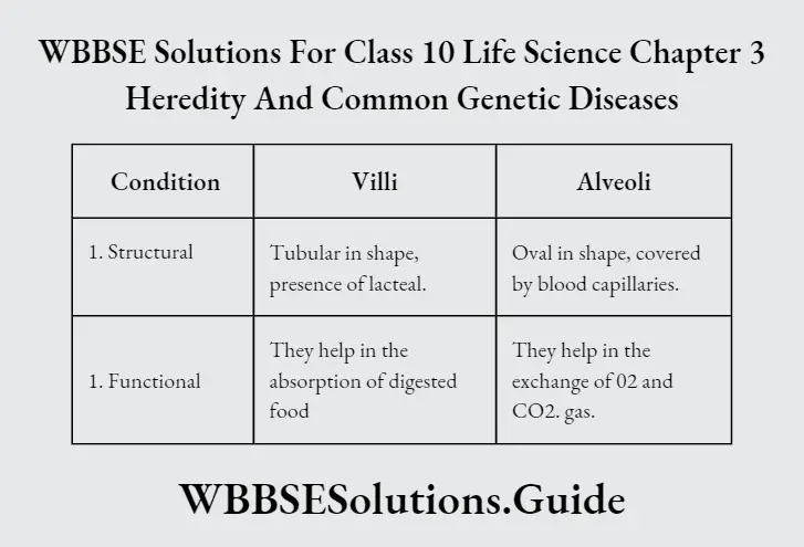 WBBSE Solutions Class 10 Life Science Chapter 3 Heredity And Common Genetic Diseases Short Answer Question One Functional Difference Between Villi And Alveoli