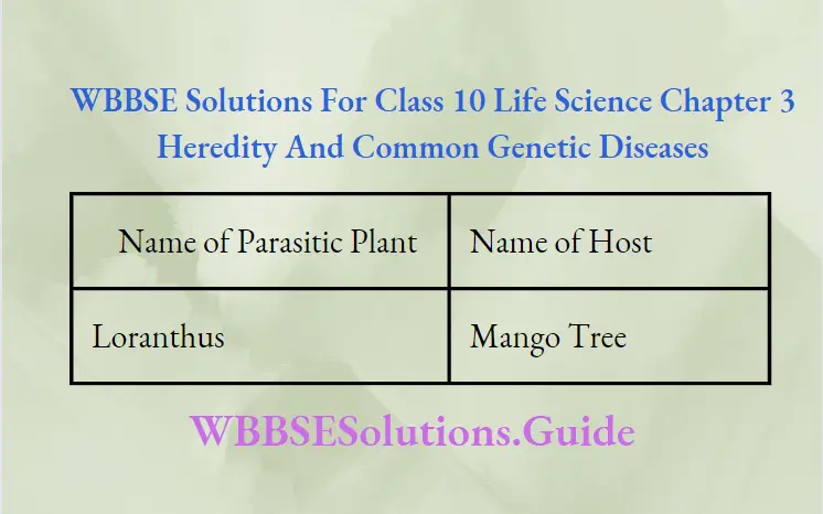WBBSE Solutions Class 10 Life Science Chapter 3 Heredity And Common Genetic Diseases Short Answer Question One Parasitic Plant And Its Host