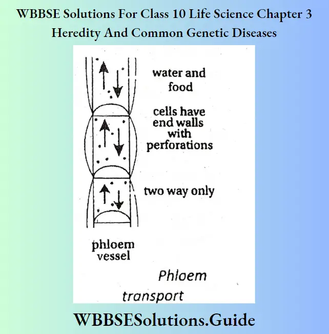 WBBSE Solutions Class 10 Life Science Chapter 3 Heredity And Common Genetic Diseases Short Answer Question Phloem transport