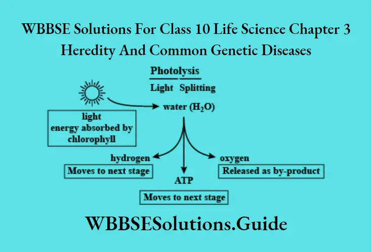 WBBSE Solutions Class 10 Life Science Chapter 3 Heredity And Common Genetic Diseases Short Answer Question Photolysis of water