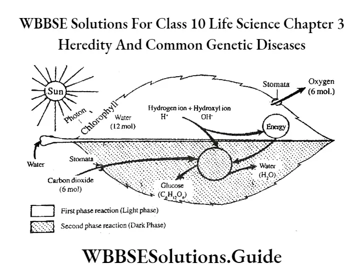 WBBSE Solutions Class 10 Life Science Chapter 3 Heredity And Common Genetic Diseases Short Answer Question Photophosphorylation