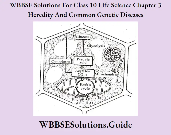 WBBSE Solutions Class 10 Life Science Chapter 3 Heredity And Common Genetic Diseases Short Answer Question Respiration