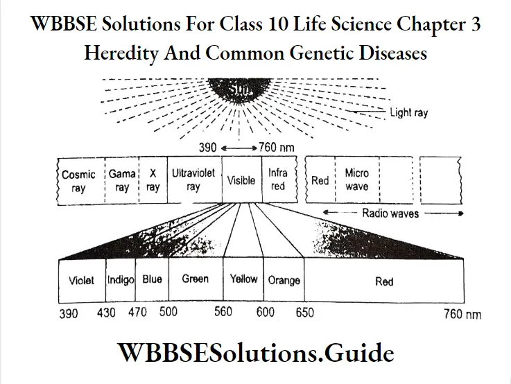 WBBSE Solutions Class 10 Life Science Chapter 3 Heredity And Common Genetic Diseases Short Answer Question Spectrum Of Sunlight