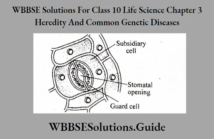 WBBSE Solutions Class 10 Life Science Chapter 3 Heredity And Common Genetic Diseases Short Answer Question Stomatal Transpiration