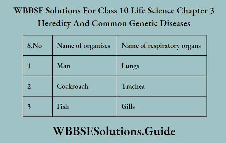 WBBSE Solutions Class 10 Life Science Chapter 3 Heredity And Common Genetic Diseases Short Answer Question Three Main Types Of Respiratory Organs