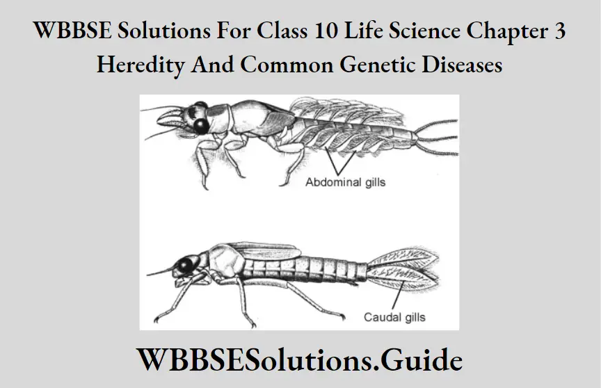 WBBSE Solutions Class 10 Life Science Chapter 3 Heredity And Common Genetic Diseases Short Answer Question Trachea
