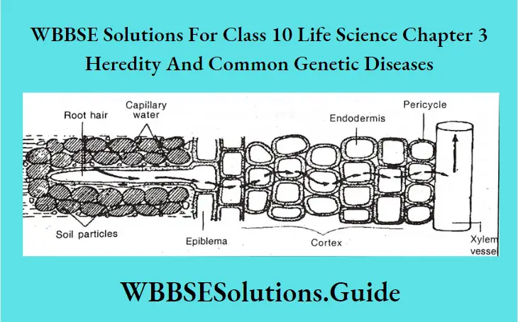 WBBSE Solutions Class 10 Life Science Chapter 3 Heredity And Common Genetic Diseases Short Answer Question Water Absorption By Root Hair Into The Vascular Tissue