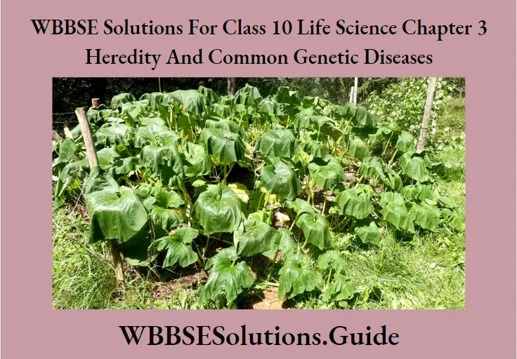 WBBSE Solutions Class 10 Life Science Chapter 3 Heredity And Common Genetic Diseases Short Answer Question Wilting due to tanspiration