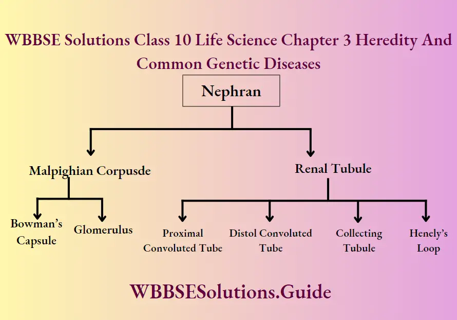 WBBSE Solutions Class 10 Life Science Chapter 3 Heredity And Common Genetic Diseases Short Answer Questions Juxtamedullary Nephorns