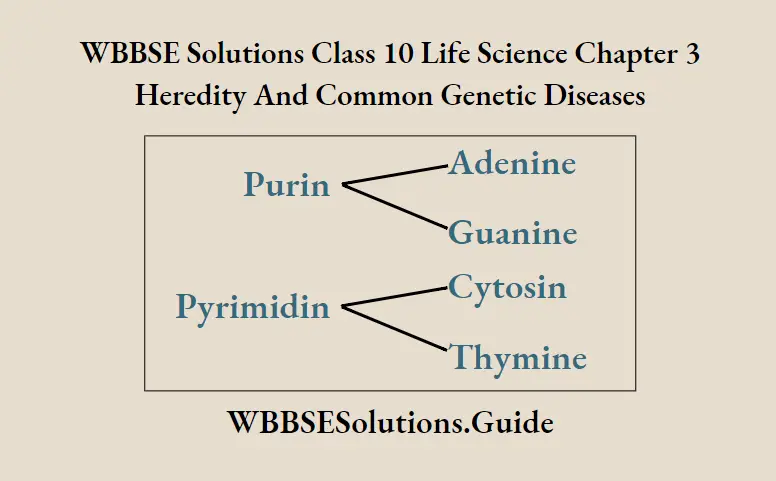 WBBSE Solutions Class 10 Life Science Chapter 3 Heredity And Common Genetic Diseases Short Answer Questions Nuclei Acid