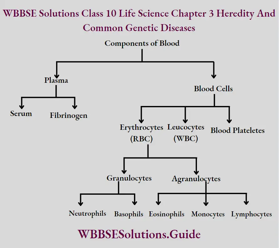 WBBSE Solutions Class 10 Life Science Chapter 3 Heredity And Common Genetic Diseases Short Answer Questions Components Of Blood