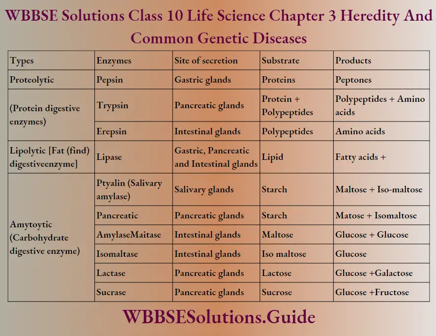 WBBSE Solutions Class 10 Life Science Chapter 3 Heredity And Common Genetic Diseases Sort Answer Questions Metabolism