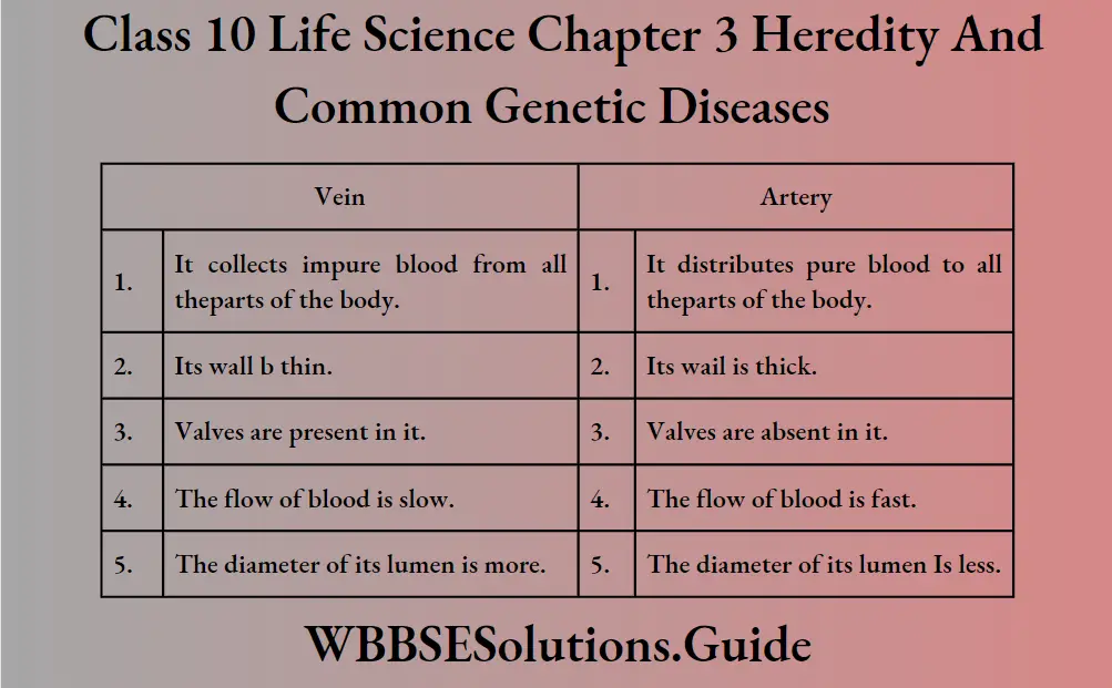 WBBSE Solutions Class 10 Life Science Chapter 3 Heredity And Common Genetic Diseases Difference Between Vein and Artery