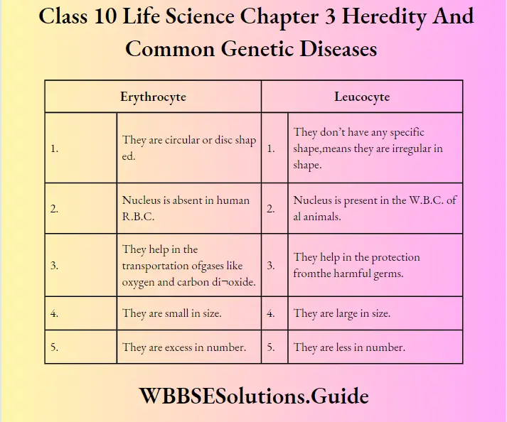 WBBSE Solutions Class 10 Life Science Chapter 3 Heredity And Common Genetic Diseases Erythrocyte And Leucocyte