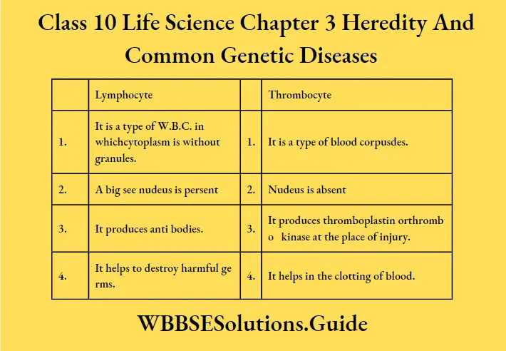 WBBSE Solutions Class 10 Life Science Chapter 3 Heredity And Common Genetic Diseases Lymphocyte And Thrombocyte