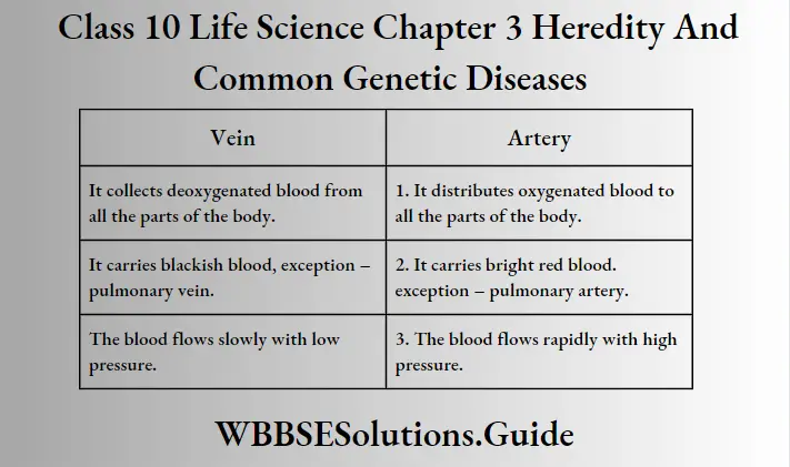 WBBSE Solutions Class 10 Life Science Chapter 3 Heredity And Common Genetic Diseases Vein and Artery